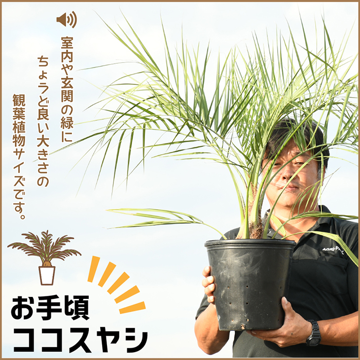 苗木の専門店 グリーンでGO! - お手頃価格のココスヤシ｜Yahoo