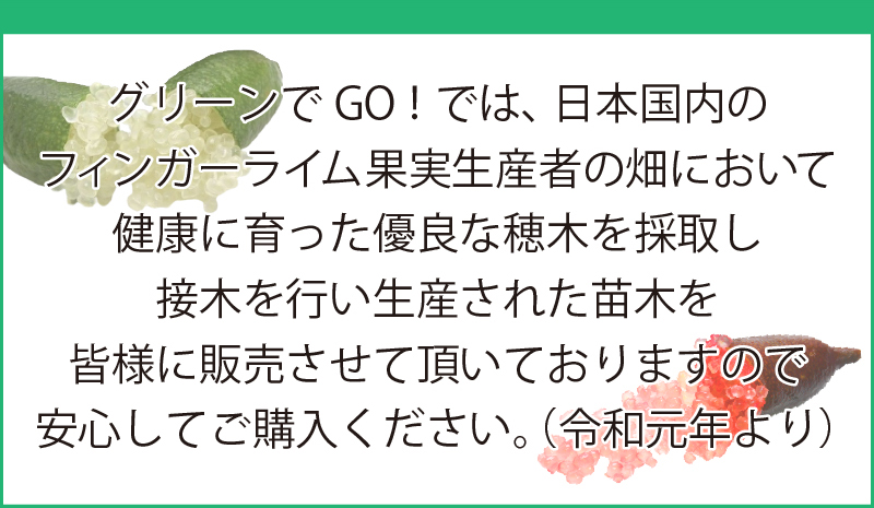 苗木の専門店 グリーンでGO! - フィンガーライム｜Yahoo!ショッピング