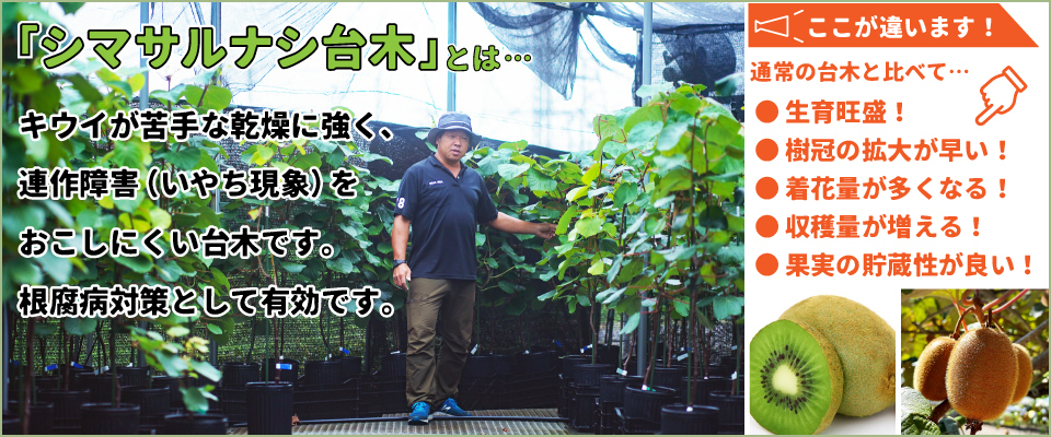 キウイ 苗木 【キウイ2品種 受粉相性OKセット ヘイワード × トムリ】 1