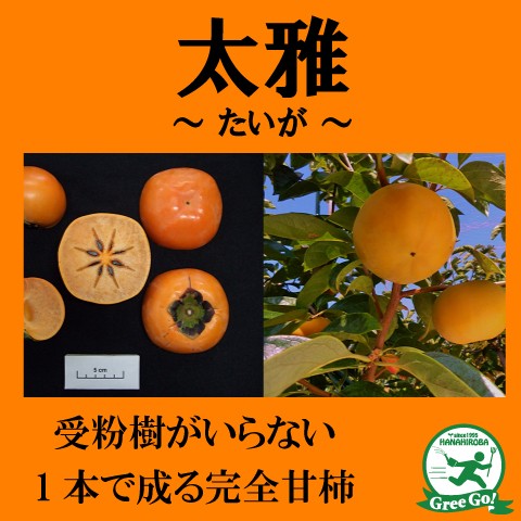 柿 苗木 【完全甘柿 太雅 (たいが) ［登録品種］】 3年生 接ぎ木 約1.1