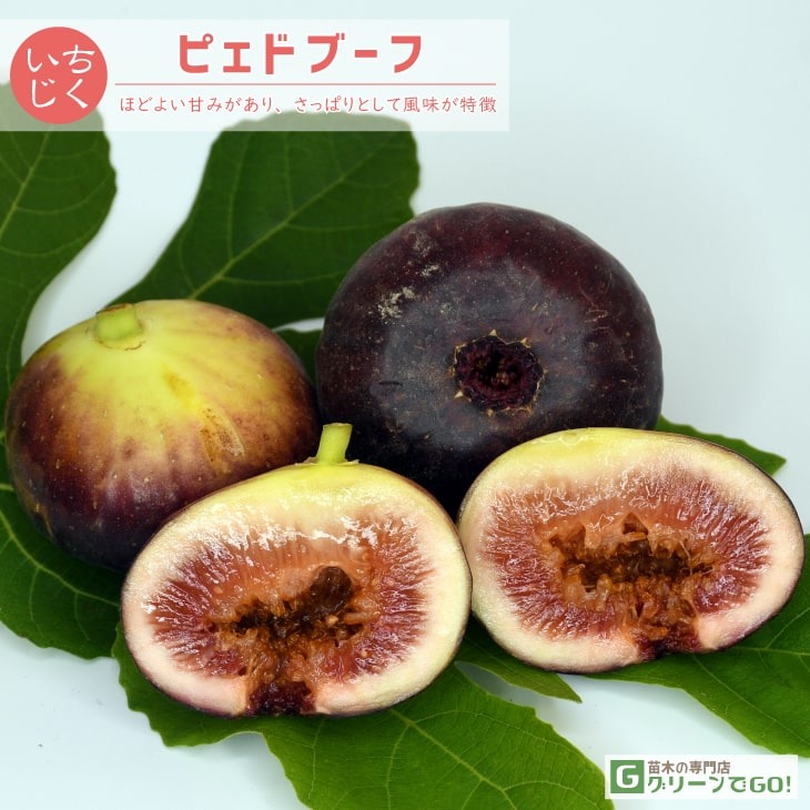 楽天市場】イチジク 苗 【ゴールドファイガー】 1年生 挿し木