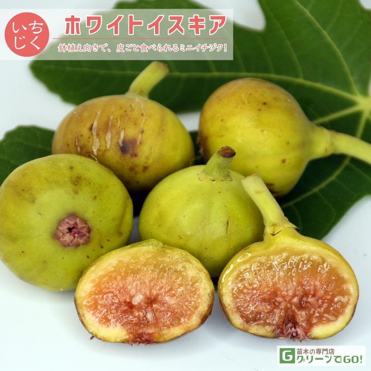 イチジク 苗 【イチジク よくばり4品種セット その1】1年生挿し木苗×4