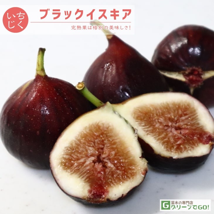 イチジク 苗 【イチジク よくばり4品種セット その1】1年生挿し木苗×4