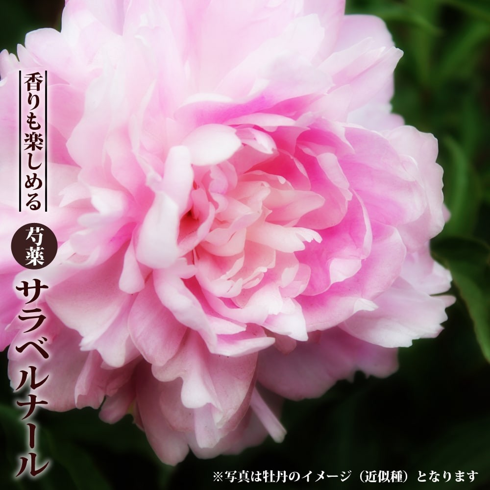 香る巨大輪芍薬 サラベルナール 6号スリット鉢植え : 苗木部 花ひろば