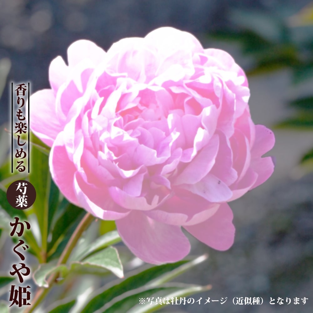 06428277_79_kaguyahime01.jpg