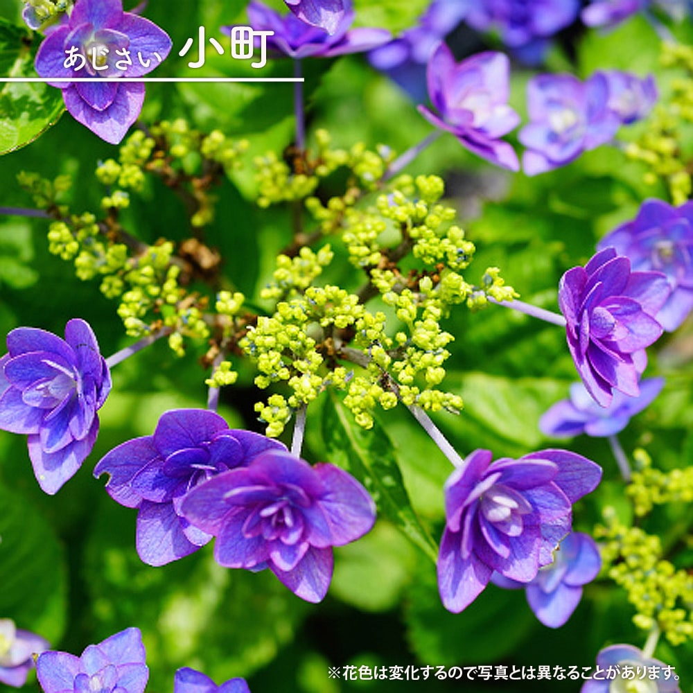 紫陽花 ガーデンアジサイ 小町 5号ポット苗 : 苗木部 花ひろば