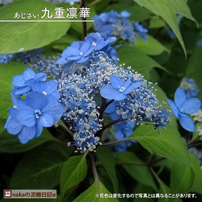 紫陽花 ヤマアジサイ 九重凛華（くじゅうりんか） ポット苗 : 苗木部