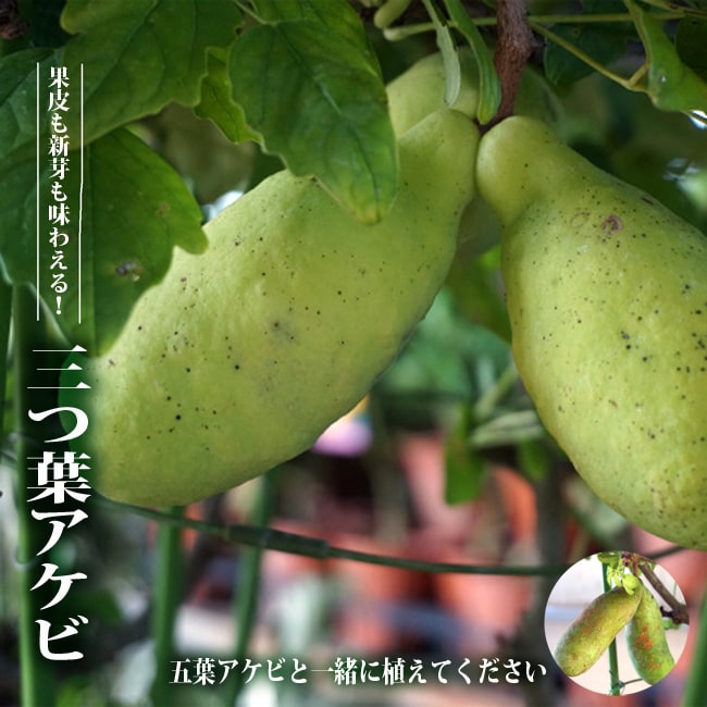 06428277_akebi_mitsuba01.jpg