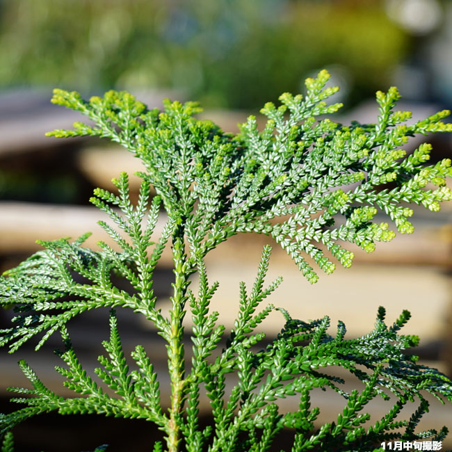 アスナロ ポット苗 : 苗木部 花ひろばオンライン - 通販 - Yahoo