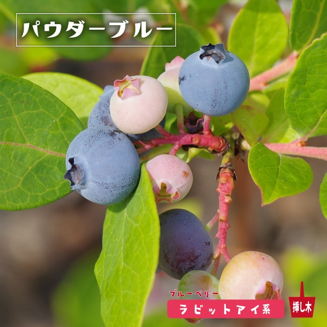パウダーブルー ラビットアイ系 2年生挿木苗 ブルーベリー Buru Beri Pauda Buru 2 苗木部 花ひろばオンライン 通販 Yahoo ショッピング パウダーブルー ラビットアイ系 2年生挿木苗 ブルーベリー Buru Beri Pauda Buru 2 苗木部 花ひろばオンライン 通販 Yahoo ショッピング