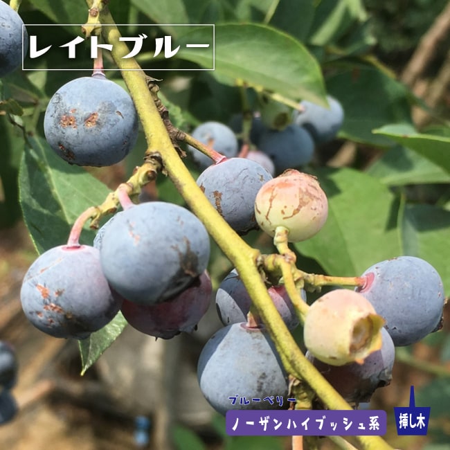 レイトブルー ノーザンハイブッシュ系 2年生挿木苗 ブルーベリー苗木