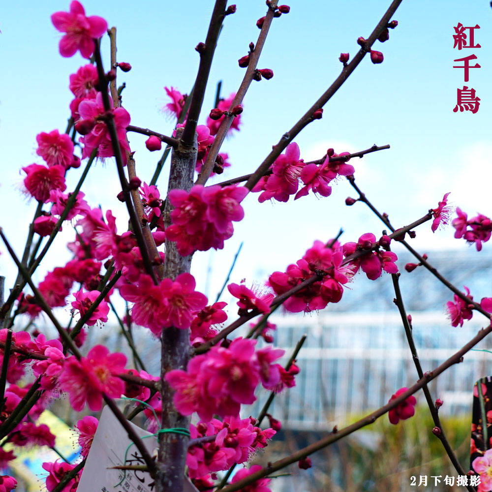 【2024春夏新作】 花梅 紅千鳥 紅梅 花 苗木部 : 観賞花木 2年生接木ポット苗 その他