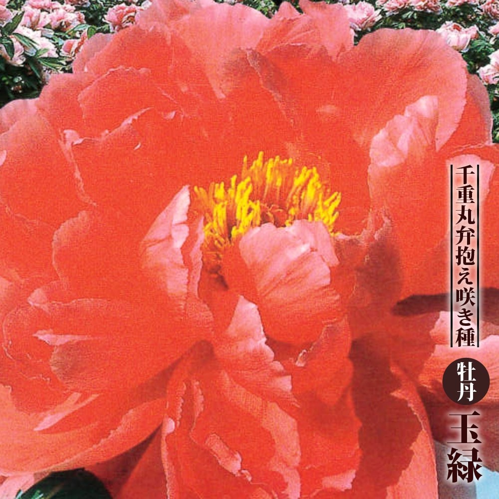 牡丹 （紅色） 玉緑 （たまみどり） 2年生 6号スリット鉢植え 爆買い