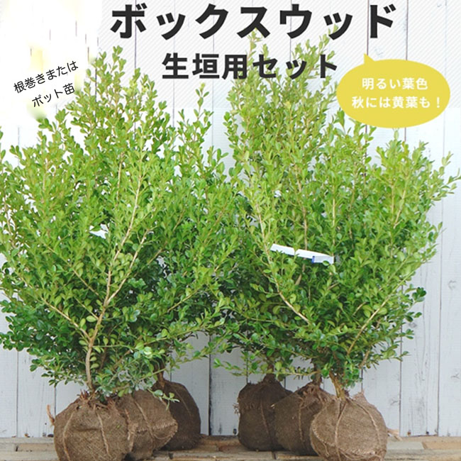 ボックスウッド 生垣用6本セット 根巻き苗（または6号ポット苗） :niwaki-bokkusuuddo-set1:苗木部 花ひろばオンライン -  通販 - Yahoo!ショッピング