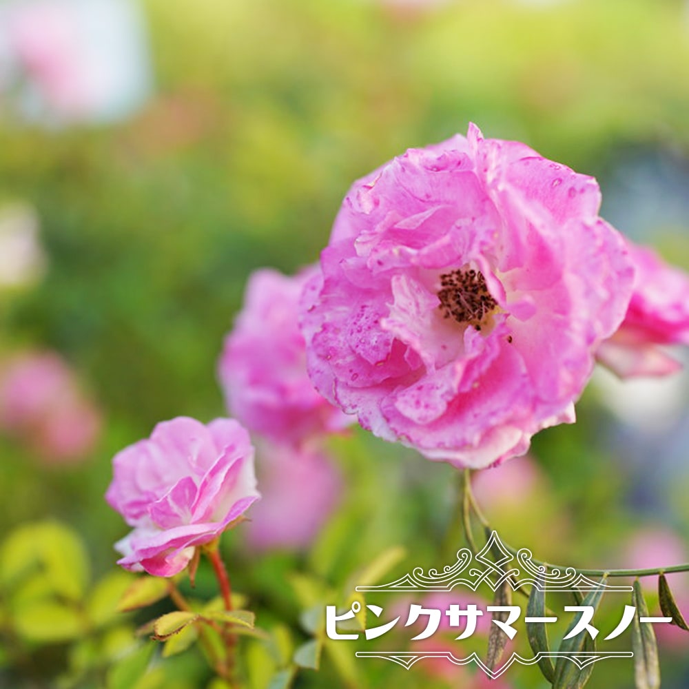 つるバラ ピンクサマースノー （春かすみ） 2年生大苗 : 苗木部 花