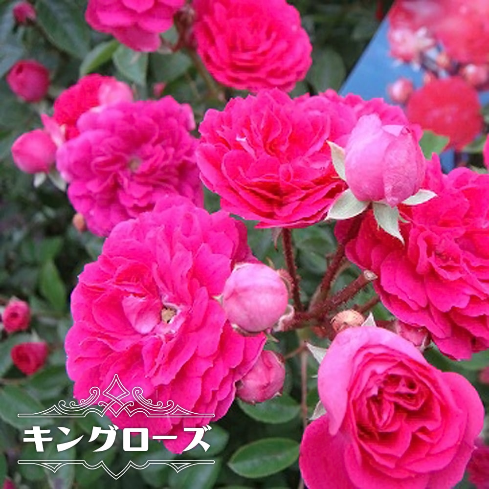 キングローズ　ツルバラ　大苗 つるバラ キングローズ 2年生大苗 : 苗木部 花ひろばオンライン - 通販
