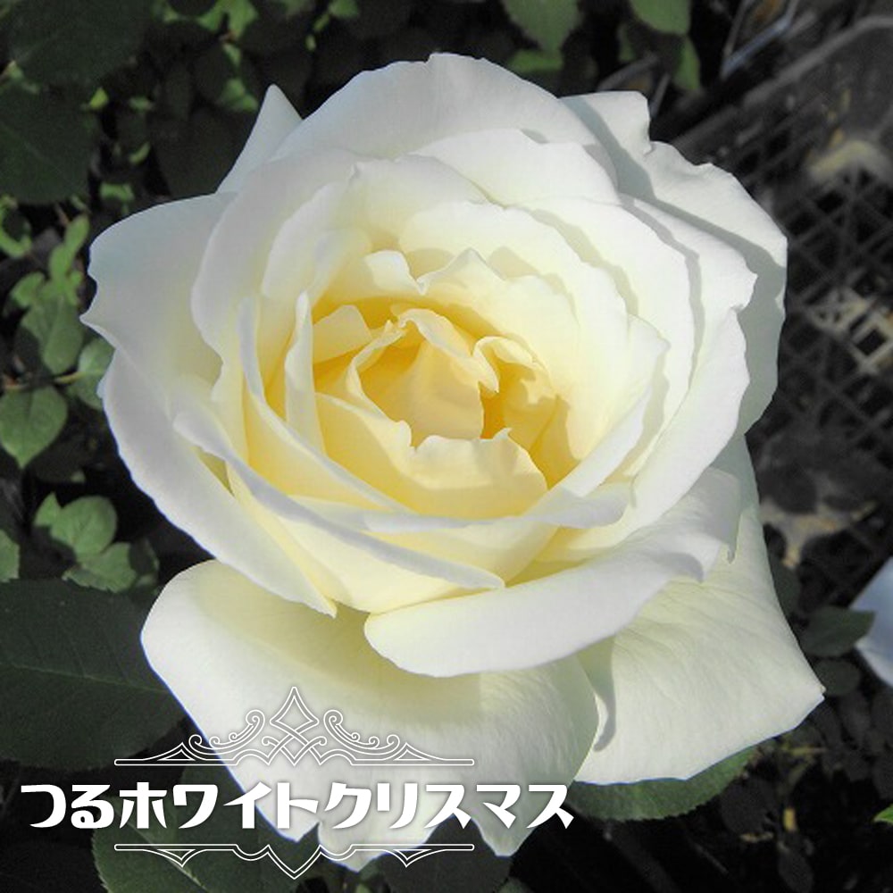 強香つるバラ つるホワイトクリスマス 2年生大苗 爆買 : 苗木部 花