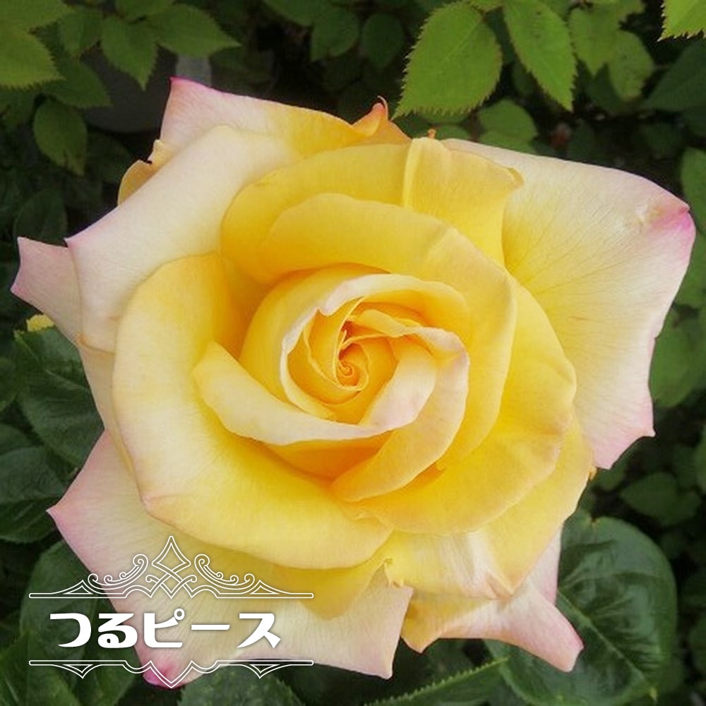 バラ苗 つるピース 大苗 つるバラ 黄色 バラ 苗 つるばら Rose Cl Pi Su 苗木部 花ひろばオンライン 通販 Yahoo ショッピング