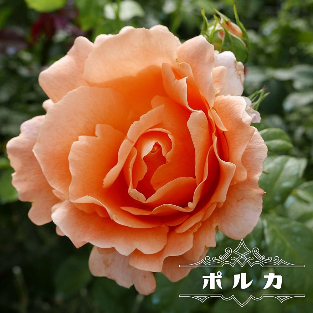 つるバラ ポルカ 3年生大苗 : 苗木部 花ひろばオンライン - 通販