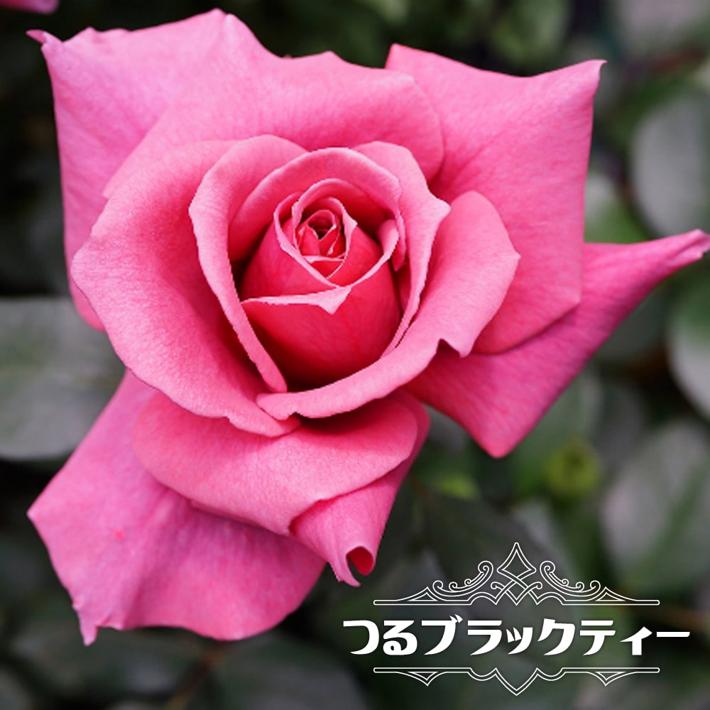 つるバラ つるブラックティー 2年生大苗 爆買いweek : 苗木部 花