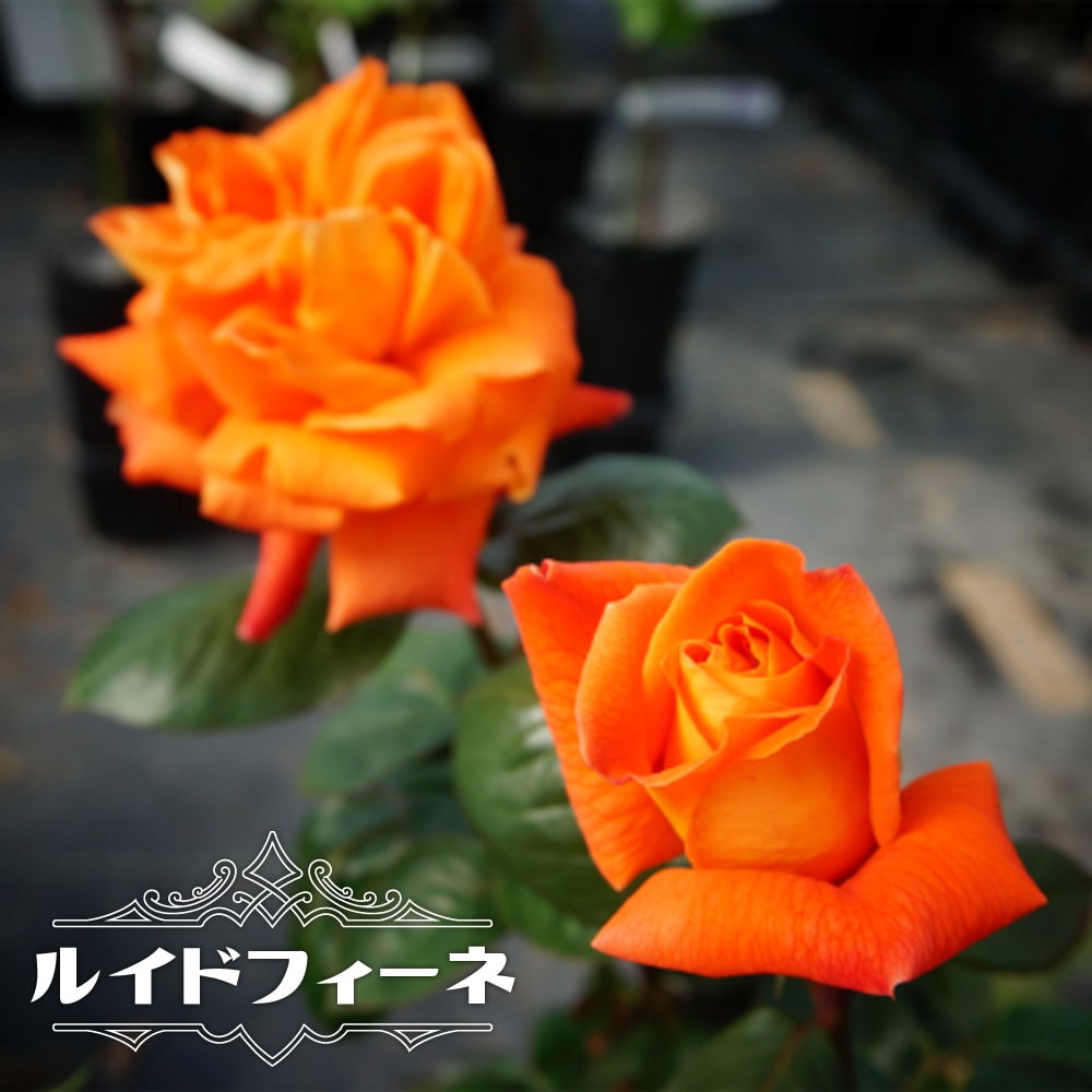四季咲きバラ苗 ルイドフィーネ 2年生大苗 爆買いweek : 苗木部 花