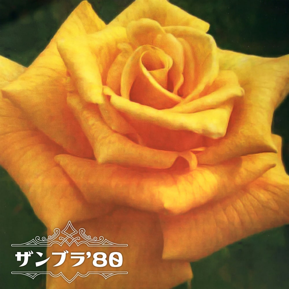 四季咲きバラ苗 ザンブラ'80 2年生大苗 予約販売12月〜翌年1月頃入荷