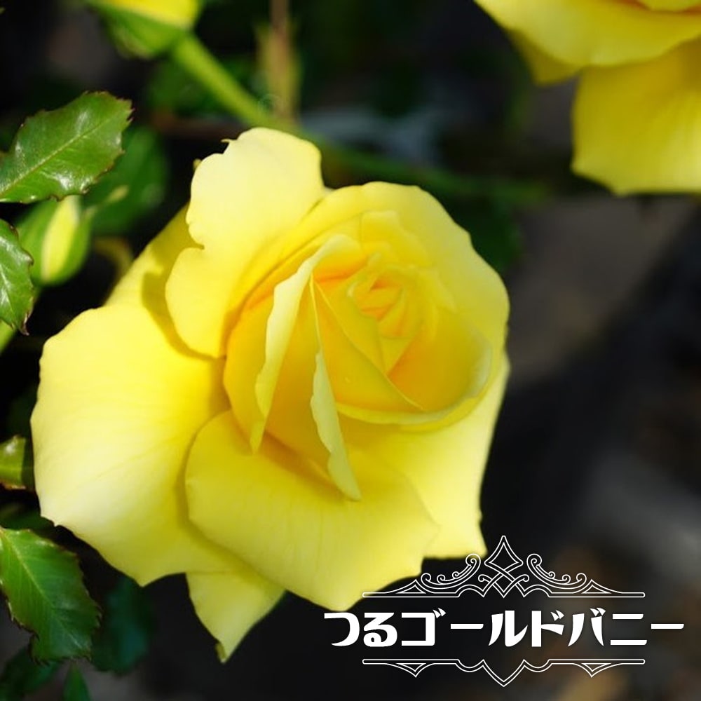 つるバラ つるゴールドバニー 2年生大苗 : 苗木部 花ひろばオンライン