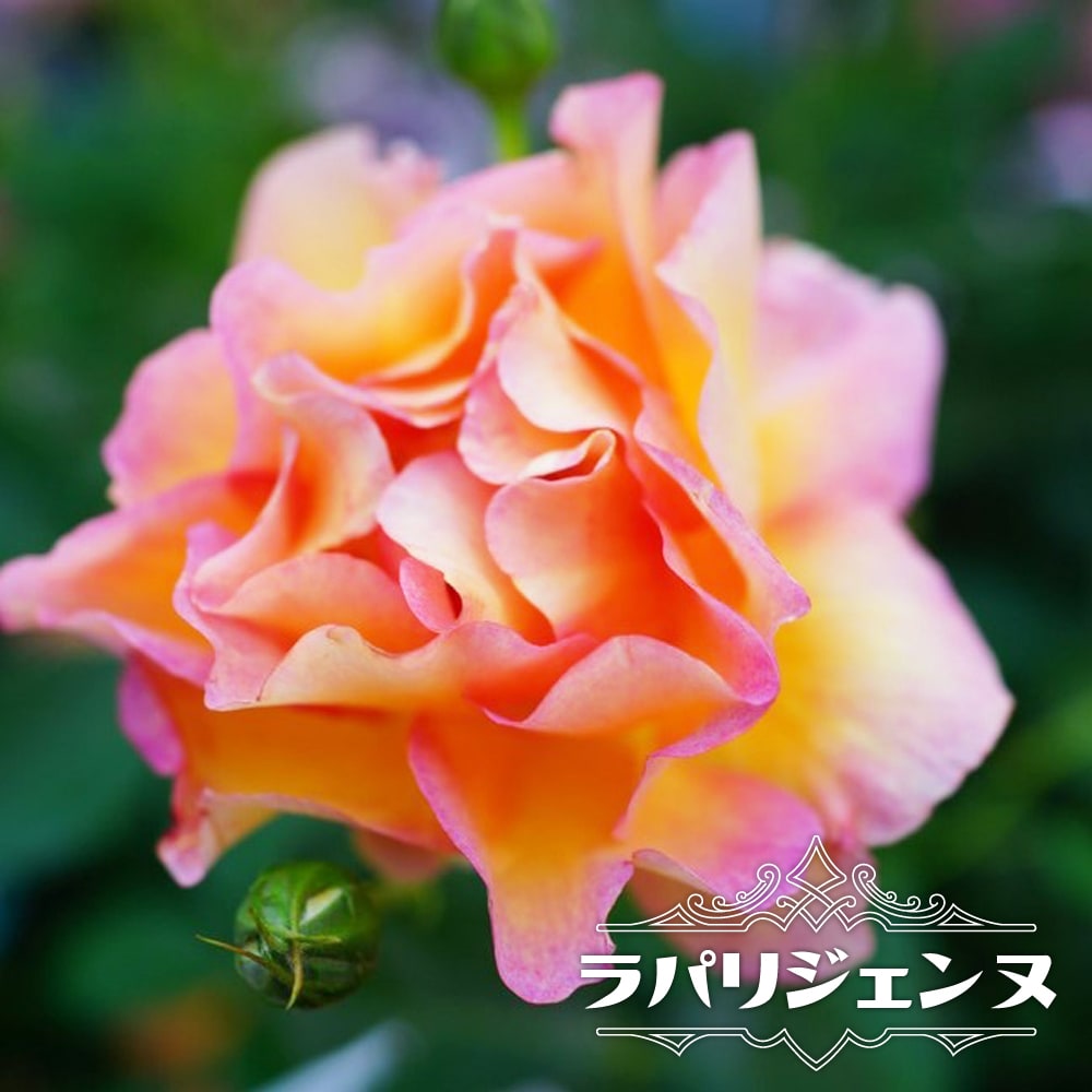 四季咲きバラ苗 ラパリジェンヌ 2年生大苗 登録品種・品種登録 : 苗木