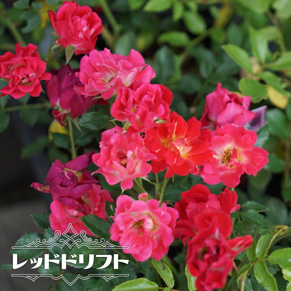 咲謡竜　フルーブルム　4枚 楽天市場】ベロニカ 【ロンギフォリア ブルーシェーズ】 3号
