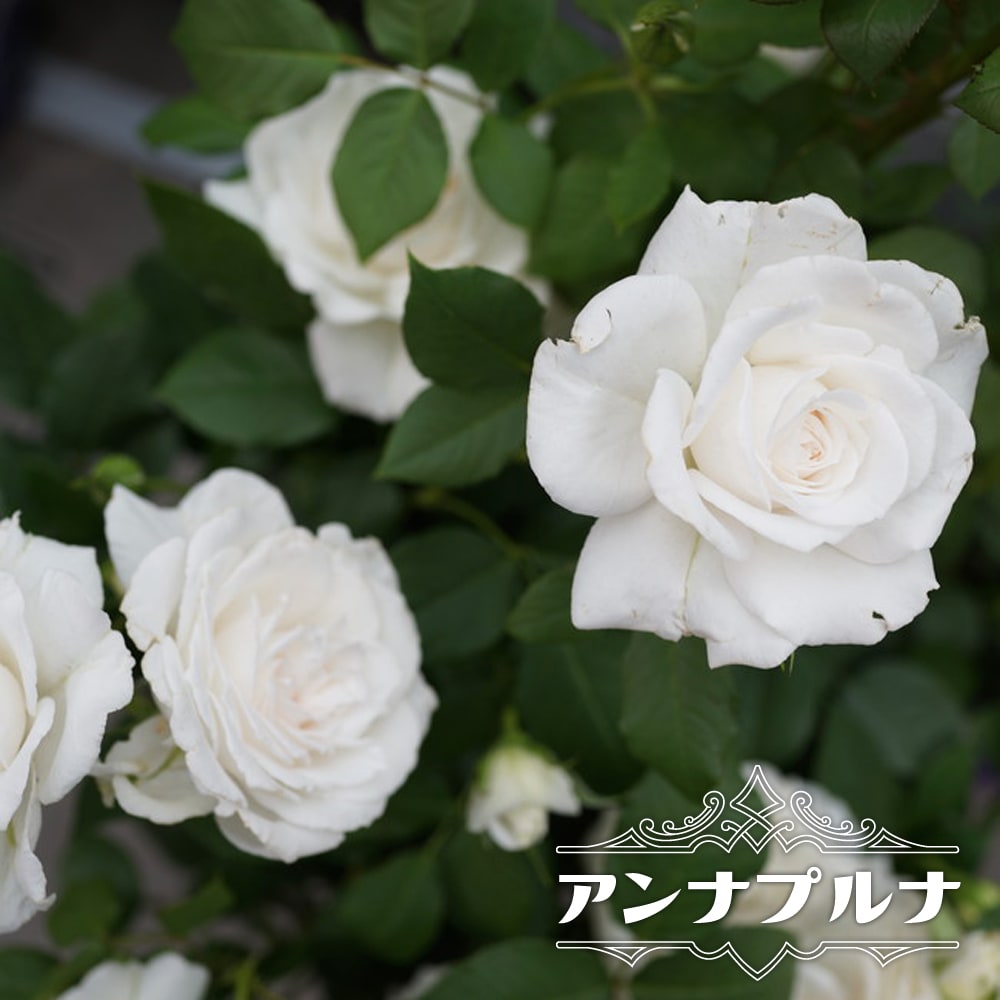 バラ苗 アンナプルナ 国産苗 大苗 6号ポット 四季咲き 白色 強香 バラ 苗 大輪 フレンチローズ Rose Dor Annapuruna02 苗木部 花ひろばオンライン 通販 Yahoo ショッピング