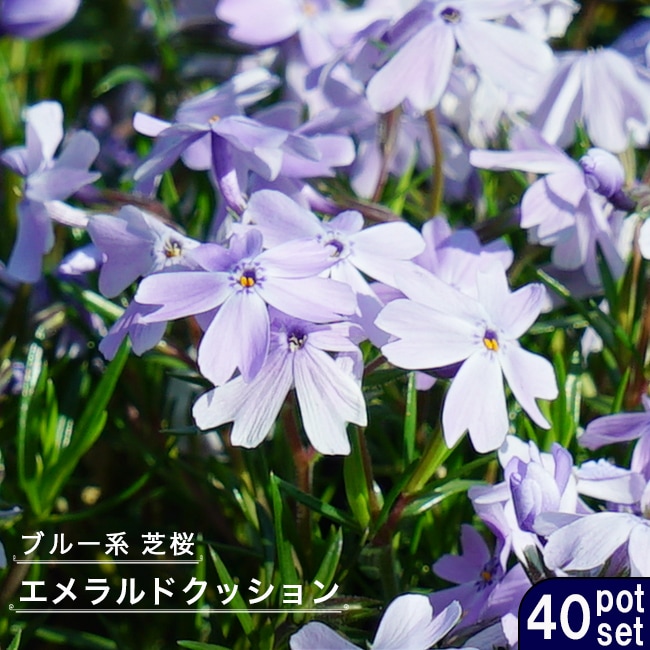 芝桜 エメラルドクッション 3号ポット苗 40株セット 爆買いweek : 苗木