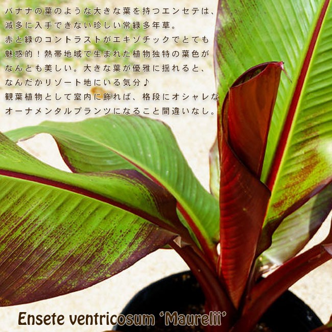 エンセテ（アビシニアバショウ）ベントリコスム マウレリー 4.5号