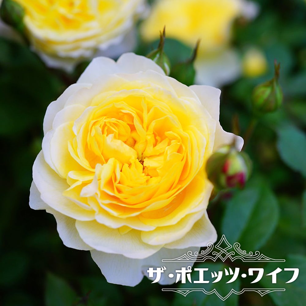 バラ苗 ザ・ポエッツ・ワイフ ２年生大苗 イングリッシュローズ 四季咲き 強健 登録品種・品種登録 予約販売12月〜翌年1月中に順次入荷。  :rose-thepoettuwife02:苗木部 花ひろばオンライン 通販 