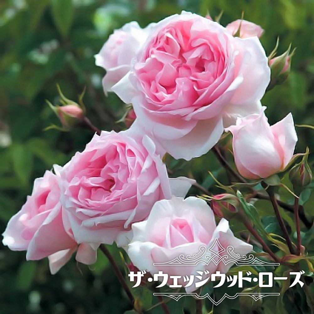 薔薇苗 バラ苗 新苗育成苗 18cmポット マイスタージンガー : Apple