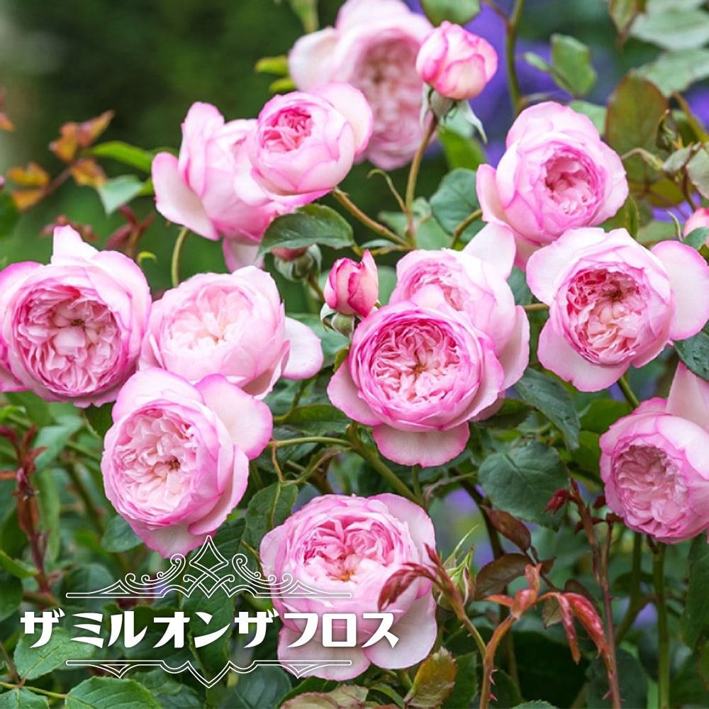 四季咲きバラ苗 ザミルオンザフロス 2年生大苗 6号ポット 登録品種