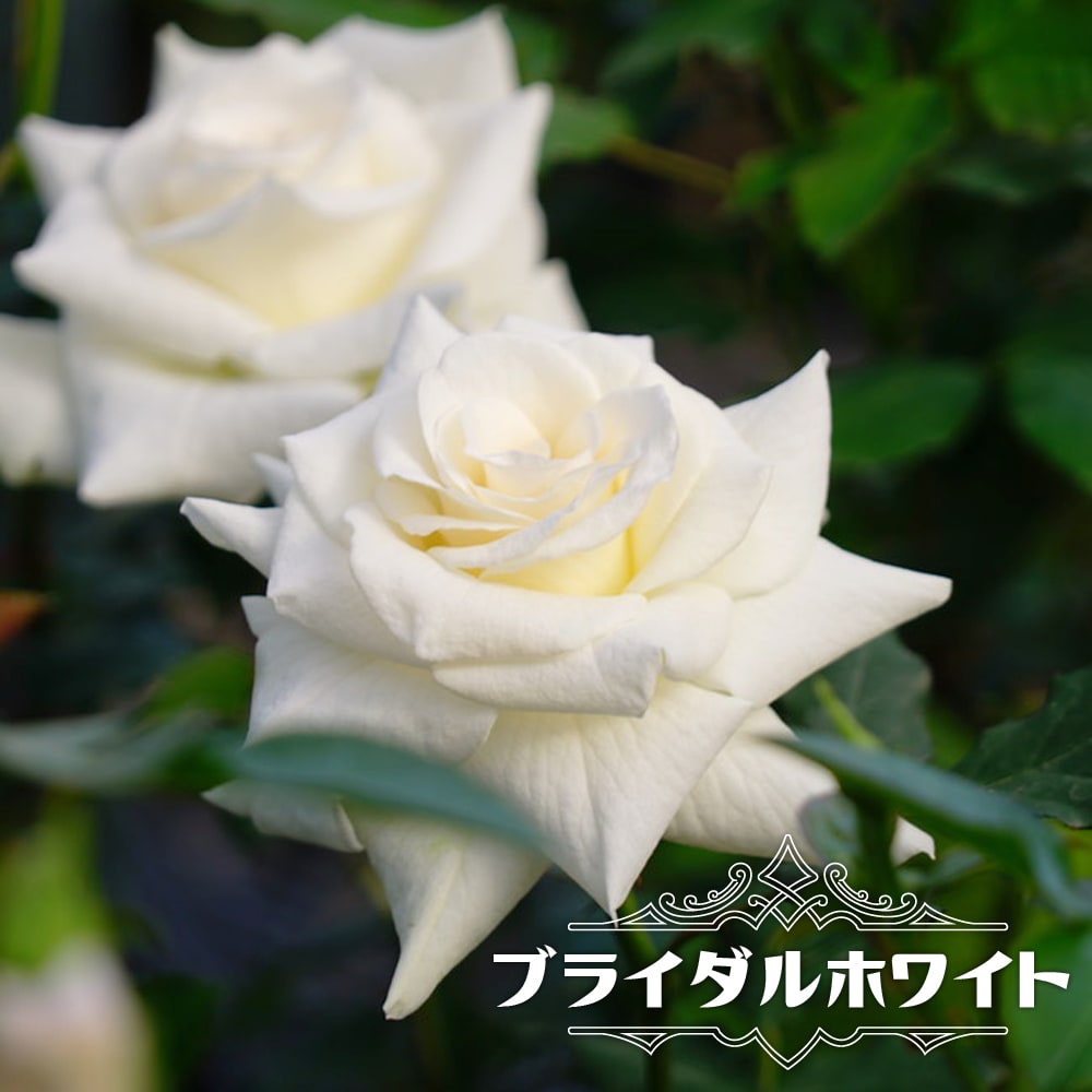 Amazon.co.jp: 切り花品種バラ苗 レアバラ : DIY・工具・ガーデン
