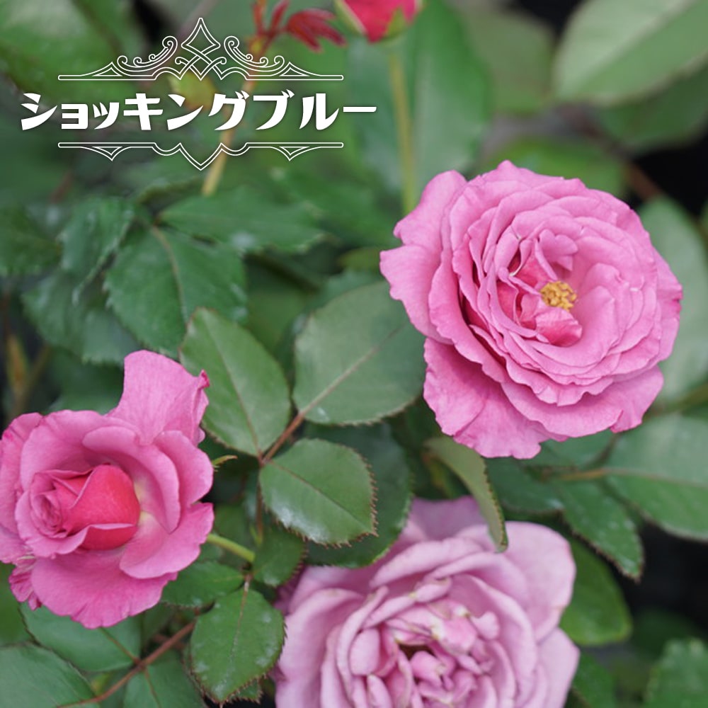 四季咲きバラ苗 ショッキングブルー 2年生大苗 : 苗木部 花ひろば