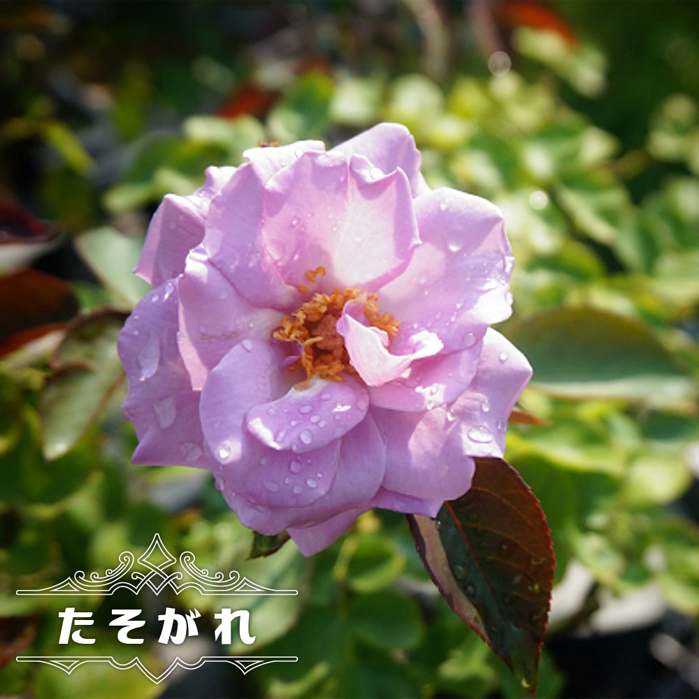 四季咲きバラ苗 たそがれ 2年生大苗 : 苗木部 花ひろば