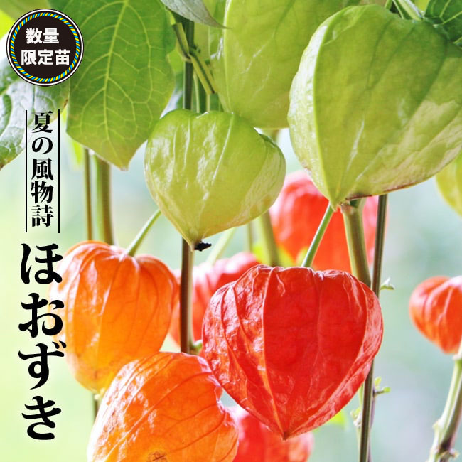 茶道　ホオヅキ ほおずき 4.5号ポット苗 : 苗木部 花ひろばオンライン - 通販 - Yahoo