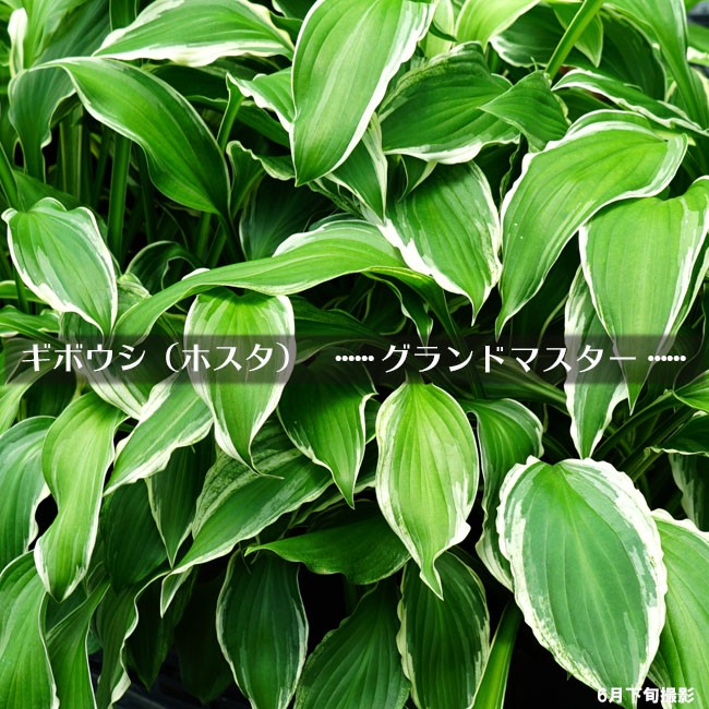 宿根草大株セット！ ホスタ・ニシキシダ・京鹿の子 5ポット 楽天市場】予約販売 ホスタ 苗 ハイドンサンセット 9cmポット