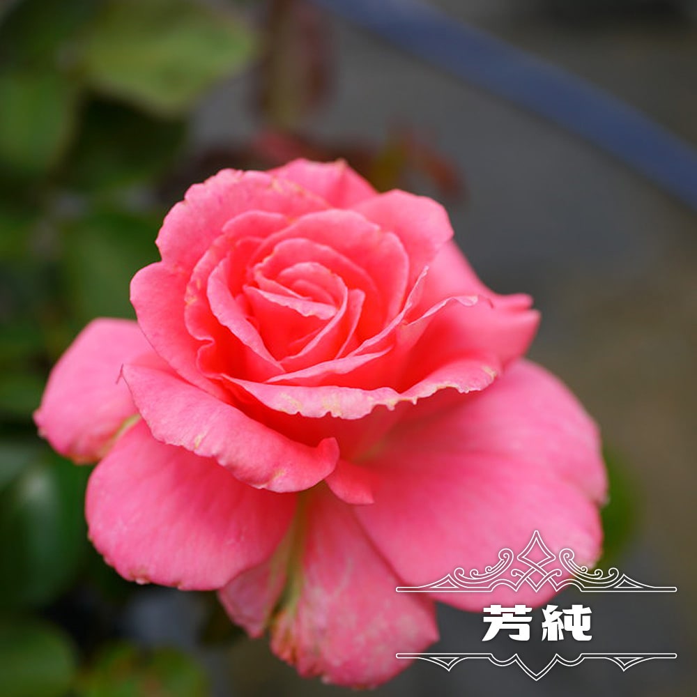 四季咲き強香バラ苗 芳純 2年生大苗 : rose-ht-houjun : 苗木部 花 