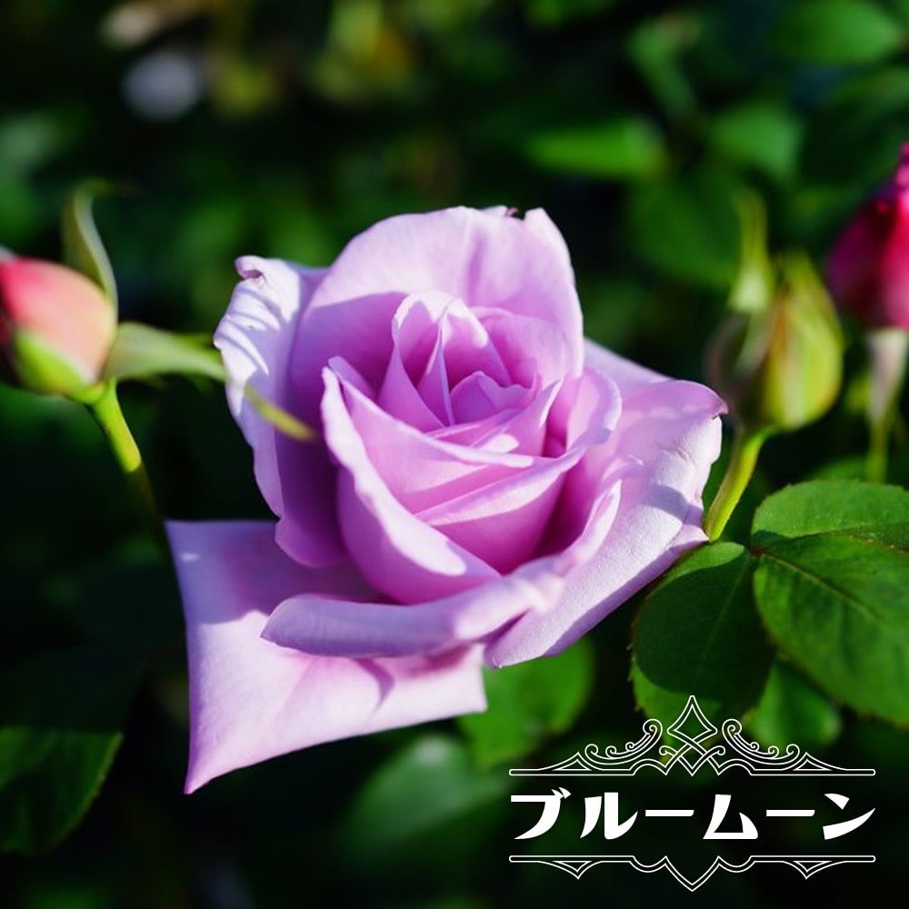 四季咲き強香バラ苗 ブルームーン 2年生大苗 6号ポット : 苗木部 花
