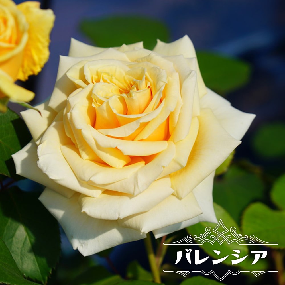 四季咲きバラ苗 バレンシア 2年生大苗 : 苗木部 花ひろばオンライン