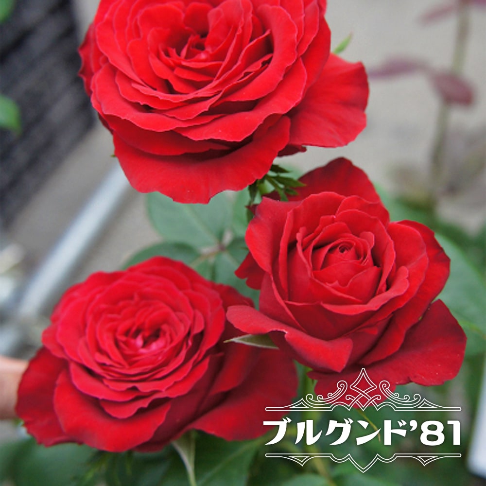 四季咲きバラ苗 ブルグンド 81 2年生大苗 Rose Ht Burugundo81 2 苗木部 花ひろばオンライン 通販 Yahoo ショッピング