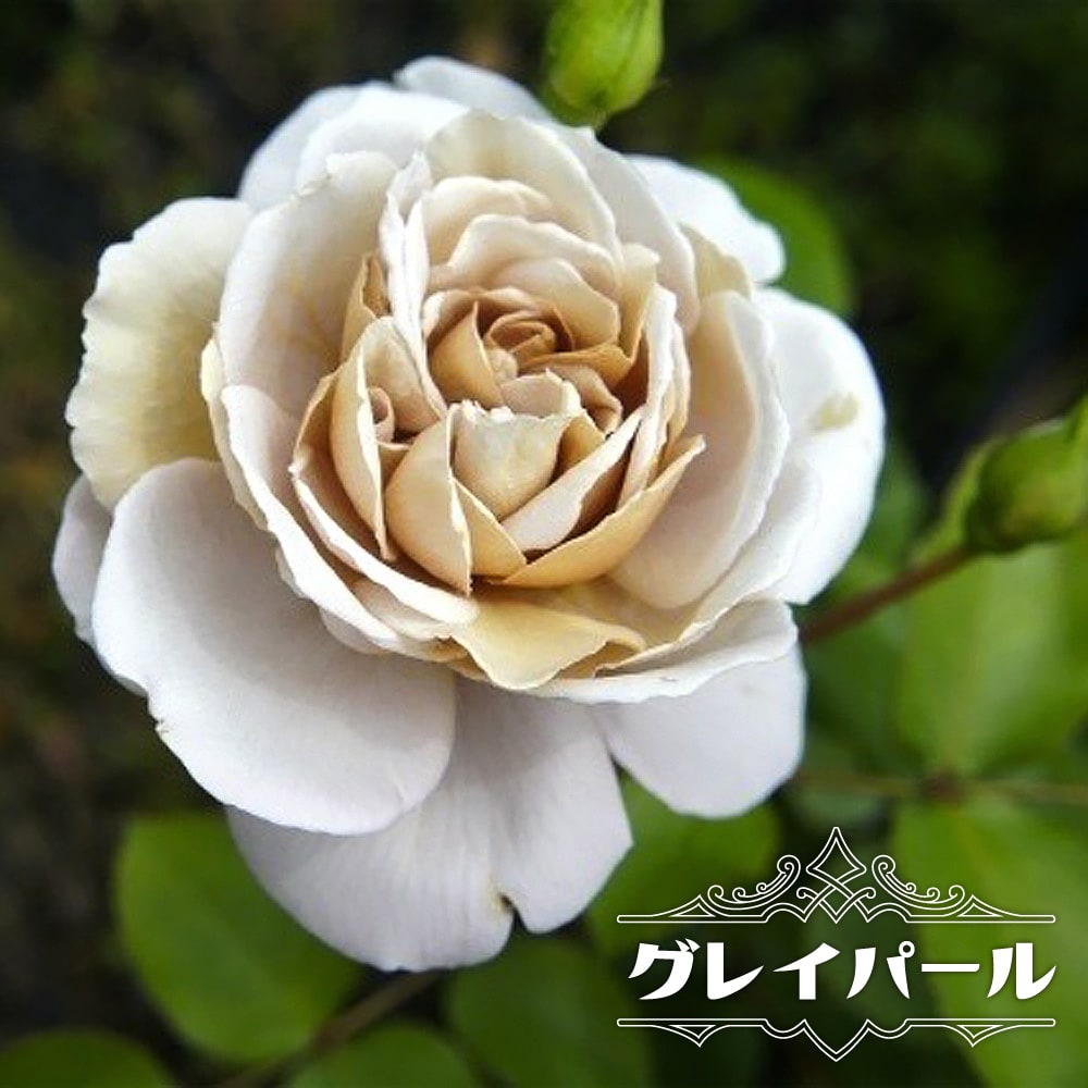 四季咲きバラ苗 グレイパール 2年生大苗 : 苗木部 花ひろばオンライン