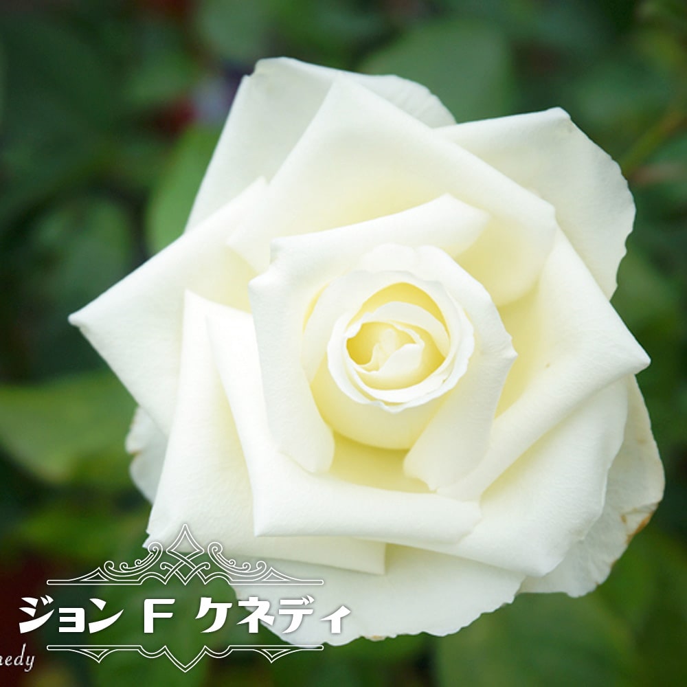 四季咲きバラ苗 ジョン F ケネディ 2年生大苗 : 苗木部 花ひろば