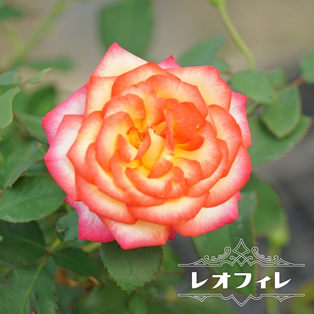 四季咲きバラ苗 レオフィレ 2年生大苗 : 苗木部 花ひろばオンライン