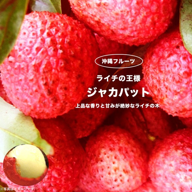 ライチ ジャカパット 8号ポット大苗 超長尺苗 (180〜220cm） 大型宅配