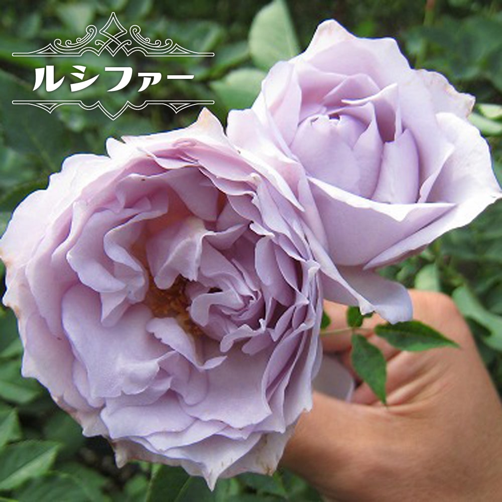 バラ苗 ルシファー 大苗 木立バラ 河本バラ園 四季咲き 青紫色 強香 バラ 苗 バラ苗木 予約販売12 翌1月頃入荷予定 Rose Hvn Lucifer 苗木部 花ひろばオンライン 通販 Yahoo ショッピング