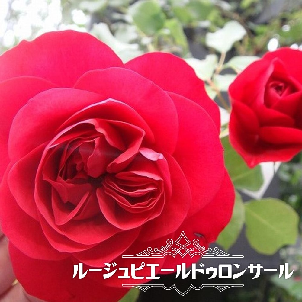 バラ苗 ルージュピエールドゥロンサール 大苗 つるバラ 四季咲き 赤色 強香 Rose Cl Ru Jupie Rudoronsa Ru 苗木部 花ひろばオンライン 通販 Yahoo ショッピング